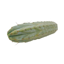 Load image into Gallery viewer, Peruvian Torch Cactus | Trichocereus peruvianus | Echinopsis peruviana
