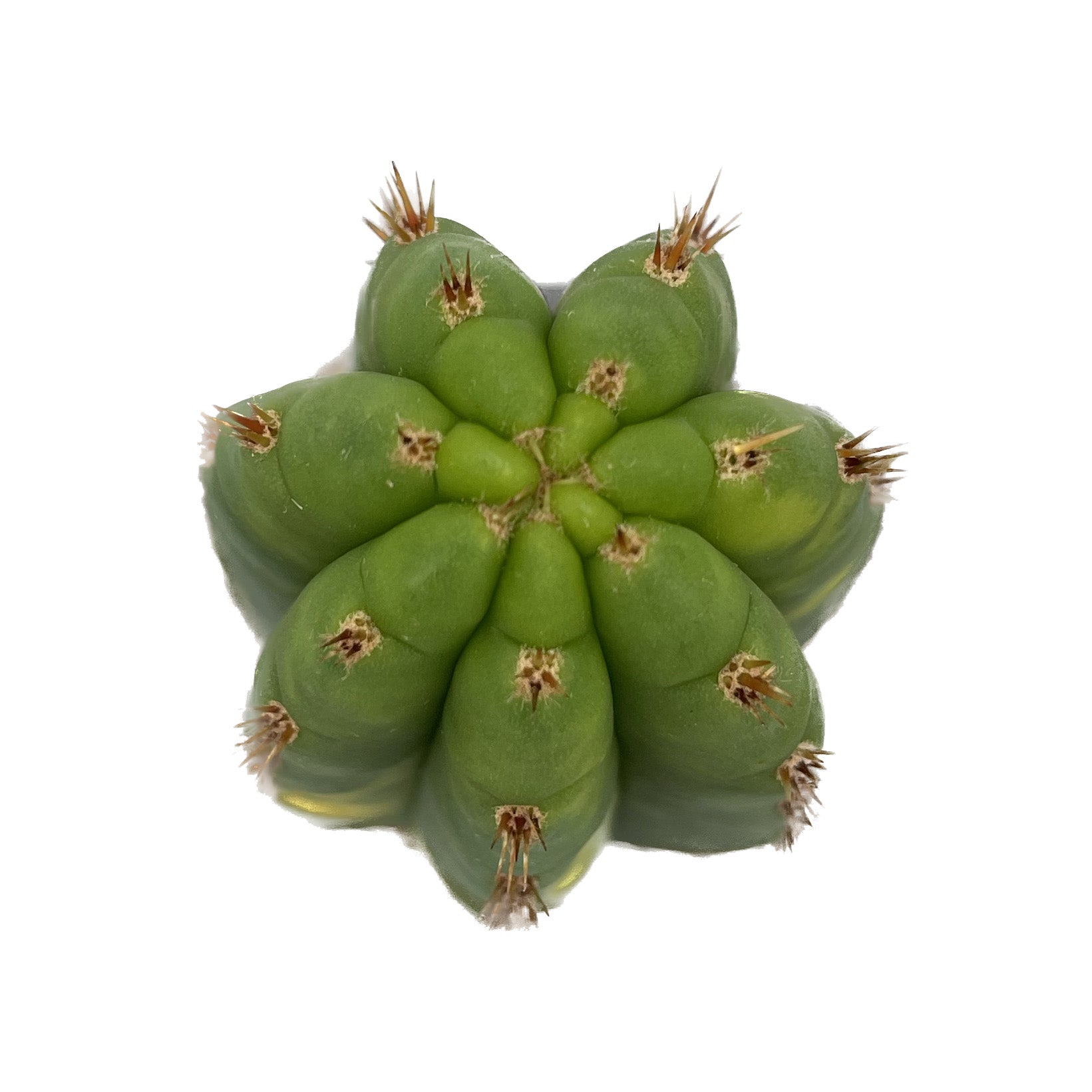 variegated san pedro cactus Trichocereus pachanoi variegata
