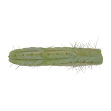 Load image into Gallery viewer, Bolivian Torch Cactus Cuttings | Trichocereus bridgesii | Echinopsis lageniformis
