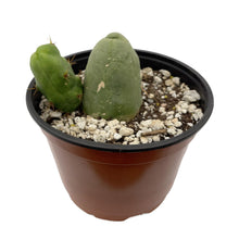 Load image into Gallery viewer, Penis Cactus | Short Form | Trichocereus bridgesii monstrose
