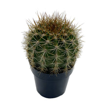 Load image into Gallery viewer, Trichocereus grandiflorus | Torch Cactus - 2 inch - San Pedro Source
