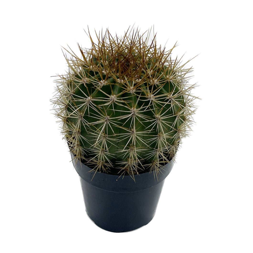 Trichocereus grandiflorus | Torch Cactus - 2 inch - San Pedro Source
