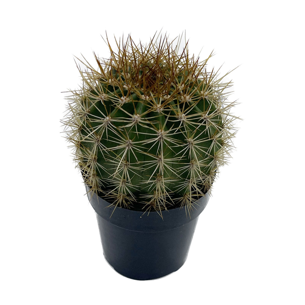 Torch Cactus | Trichocereus grandiflorus