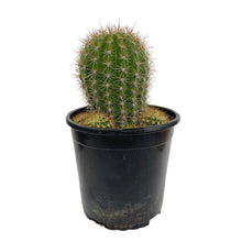 Load image into Gallery viewer, Trichocereus grandiflorus | Torch Cactus - 6 inch pot (bare root) - San Pedro Source
