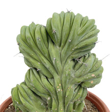 Load image into Gallery viewer, Blue Candle Crest Cactus | 10 inch pot | Myrtillocactus geometrizans cristata
