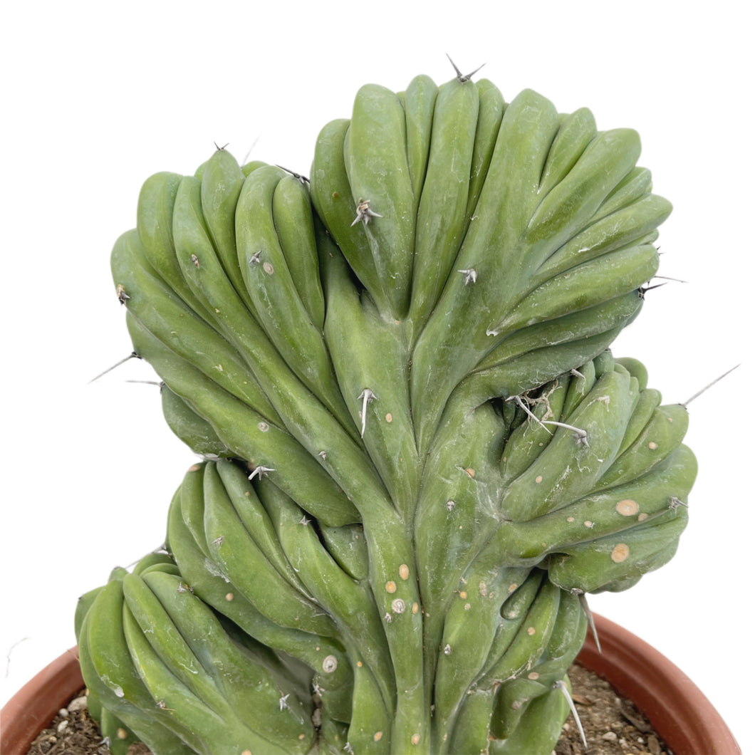 Blue Candle Crest Cactus | 10 inch pot | Myrtillocactus geometrizans cristata