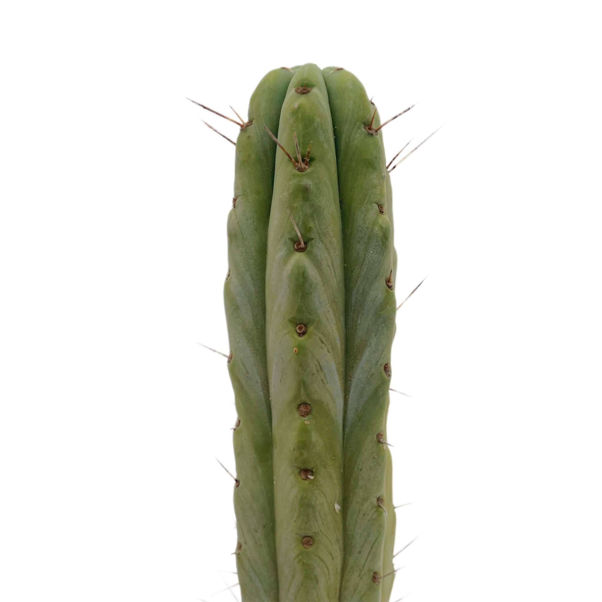 79 Trichocereus peruvianus ペルヴィアン トーチ