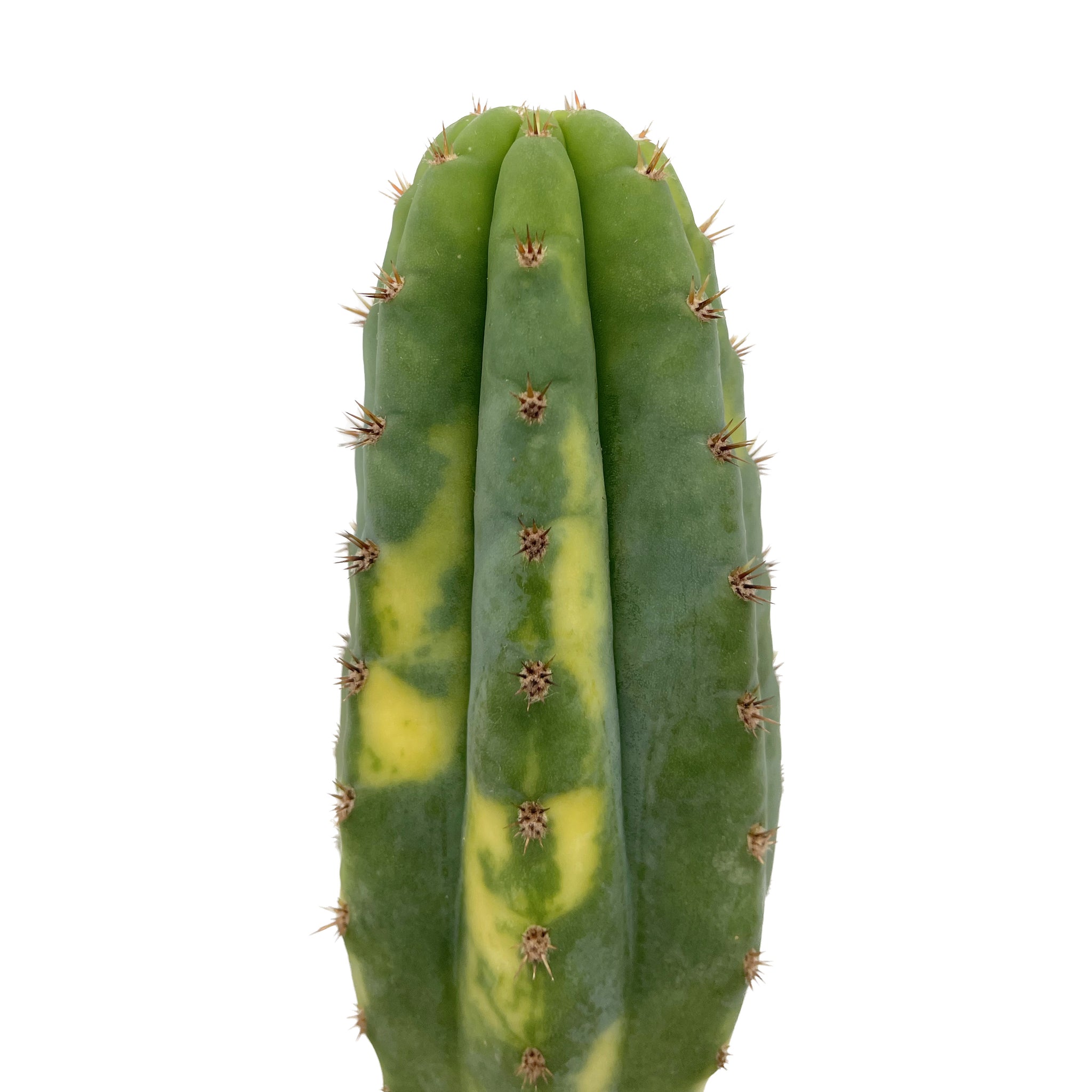 san pedro cactus discoloration Trichocereus pachanoi variegata