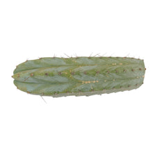 Load image into Gallery viewer, Peruvian Torch Cactus | Trichocereus peruvianus | Echinopsis peruviana
