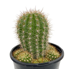 Load image into Gallery viewer, Trichocereus grandiflorus | Torch Cactus - 2 inch - San Pedro Source

