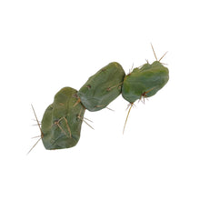 Load image into Gallery viewer, Penis Cactus | 5 Pack Cutting | Trichocereus bridgesii monstrose cv Short Form
