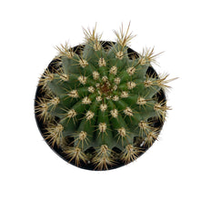 Load image into Gallery viewer, Trichocereus grandiflorus | Torch Cactus - 2 inch - San Pedro Source
