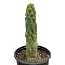 Load image into Gallery viewer, Trichocereus Pachanoi Monstrose | TPM | Monstrose San Pedro Cactus - Small Cutting (8-12 inch) - San Pedro Source
