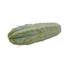 Load image into Gallery viewer, Peruvian Torch Cactus Cuttings | Trichocereus Peruvianus
