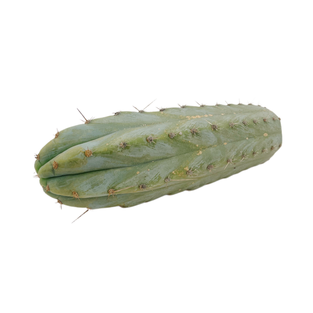 Peruvian Torch Cactus Cuttings | Trichocereus Peruvianus