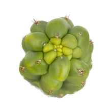 Load image into Gallery viewer, Trichocereus Pachanoi Monstrose | TPM | Monstrose San Pedro Cactus - Small Cutting (8-12 inch) - San Pedro Source
