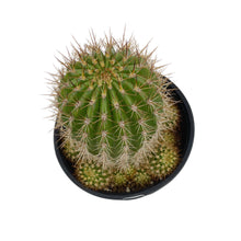 Load image into Gallery viewer, Trichocereus grandiflorus | Torch Cactus - 2 inch - San Pedro Source
