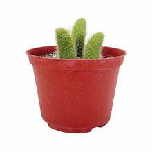 Load image into Gallery viewer, Cleistocactus colademononis | Monkey Tail Cactus
