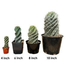 Load image into Gallery viewer, Cereus forbesii Spiralis | Spiral Cactus
