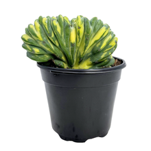 Load image into Gallery viewer, Myrtillocactus Geometrizans Cristata Variegata | Variegated Blue Candle Crest Cactus
