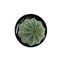 Load image into Gallery viewer, Euphorbia Obesa Hybrid
