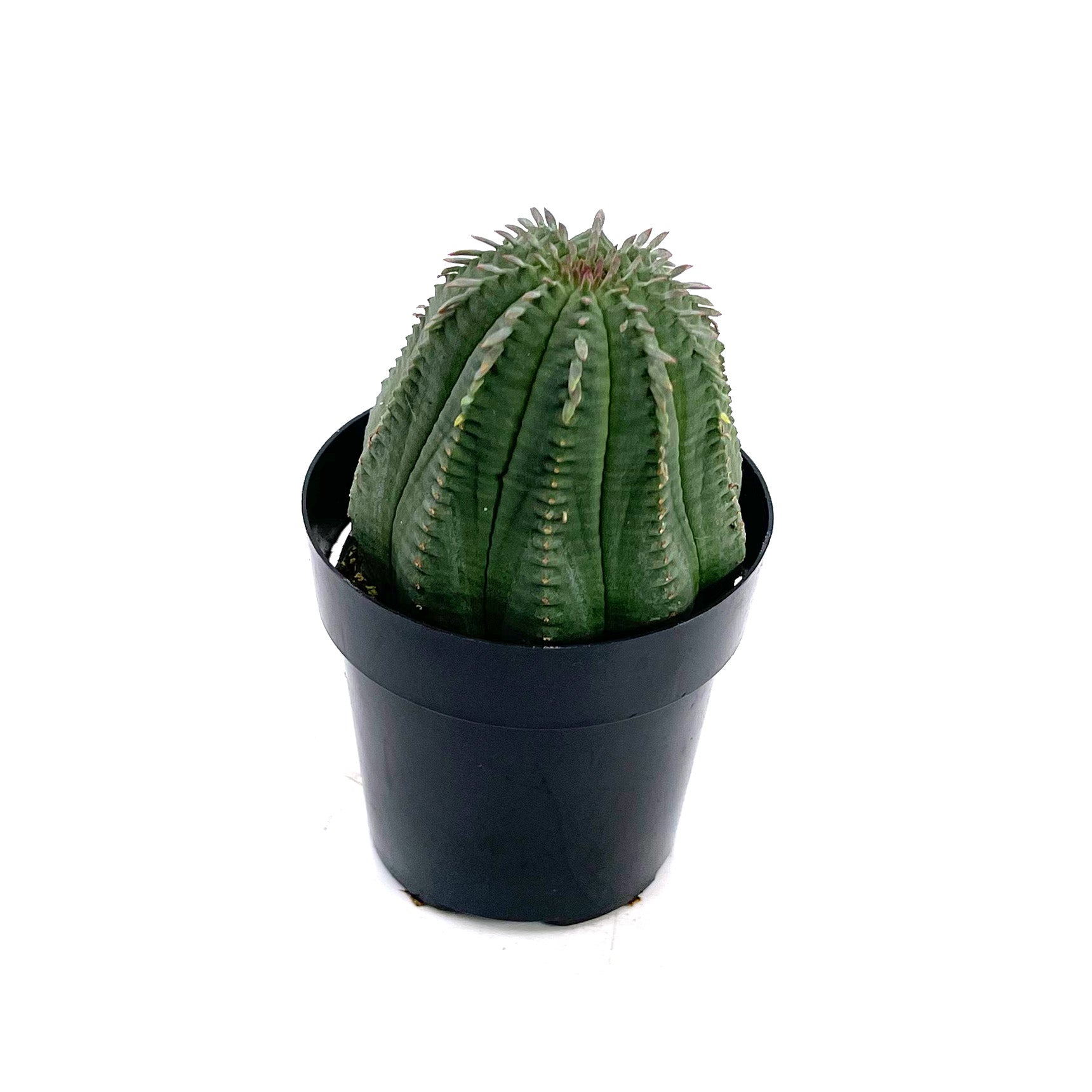 Euphorbia Obesa Hybrid – San Pedro Source