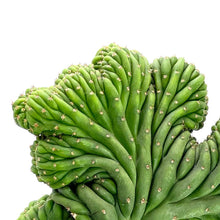 Load image into Gallery viewer, Crested San Pedro Cactus | Trichocereus pachanoi cristata
