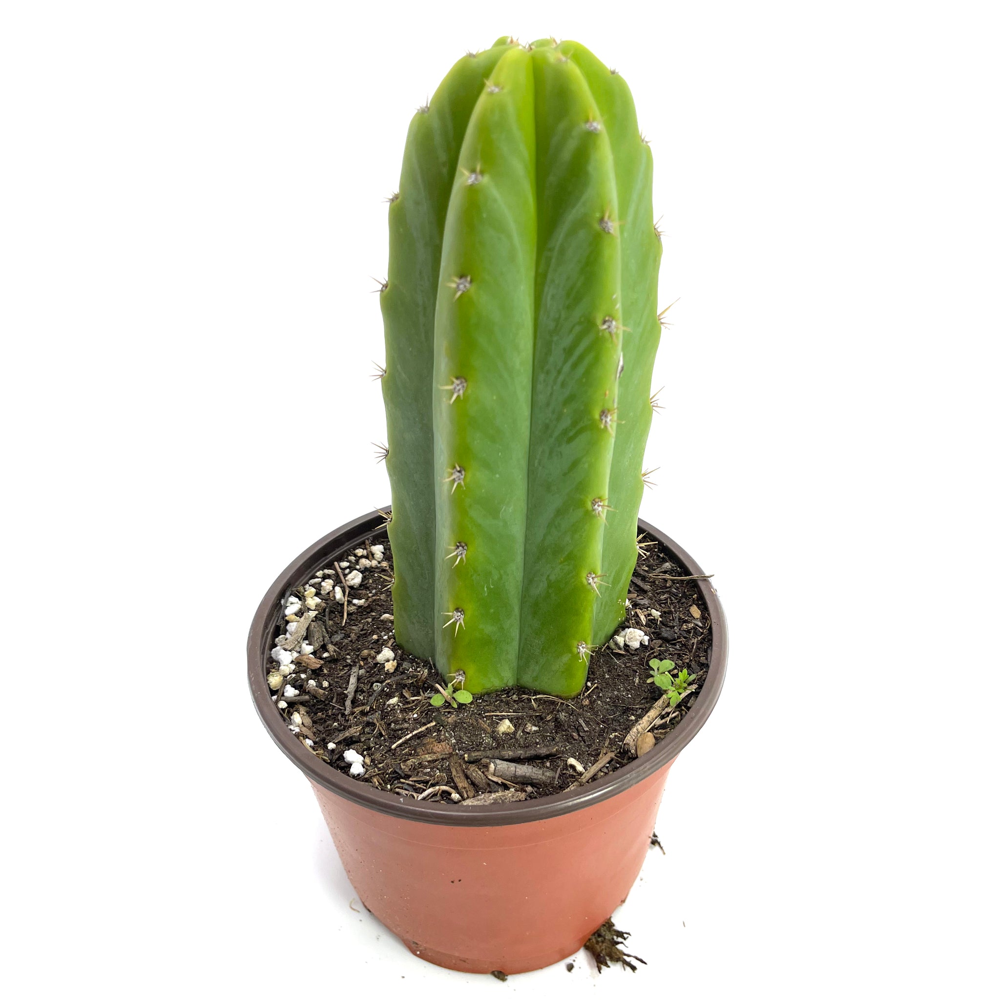 cactus san pedro for sale San Pedro Cactus