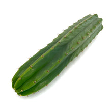 Load image into Gallery viewer, Trichocereus Pachanoi Cuttings | San Pedro Cactus Cuttings - Predominant Cultivar (PC) / Large (16-22 inch) - San Pedro Source
