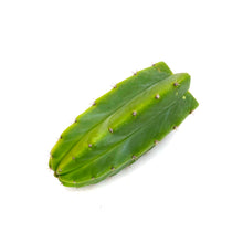 Load image into Gallery viewer, Trichocereus Pachanoi Cuttings | San Pedro Cactus Cuttings - Predominant Cultivar (PC) / Small (8-12 inch) - San Pedro Source
