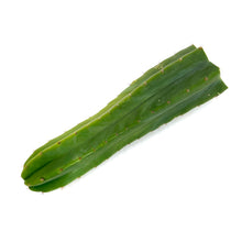 Load image into Gallery viewer, Trichocereus Pachanoi Cuttings | San Pedro Cactus Cuttings - Predominant Cultivar (PC) / Medium (12-16 inch) - San Pedro Source
