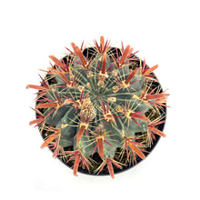 Load image into Gallery viewer, Devils Tongue Barrel Cactus | Ferocactus Latispinus
