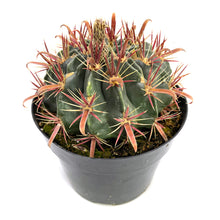 Load image into Gallery viewer, Devils Tongue Barrel Cactus | Ferocactus Latispinus
