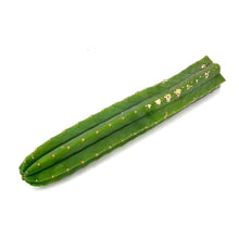 Load image into Gallery viewer, Imperfect Trichocereus Pachanoi Cuttings | Imperfect San Pedro Cactus Cuttings - Predominant Cultivar (PC) / Small (8-12 inch) - San Pedro Source
