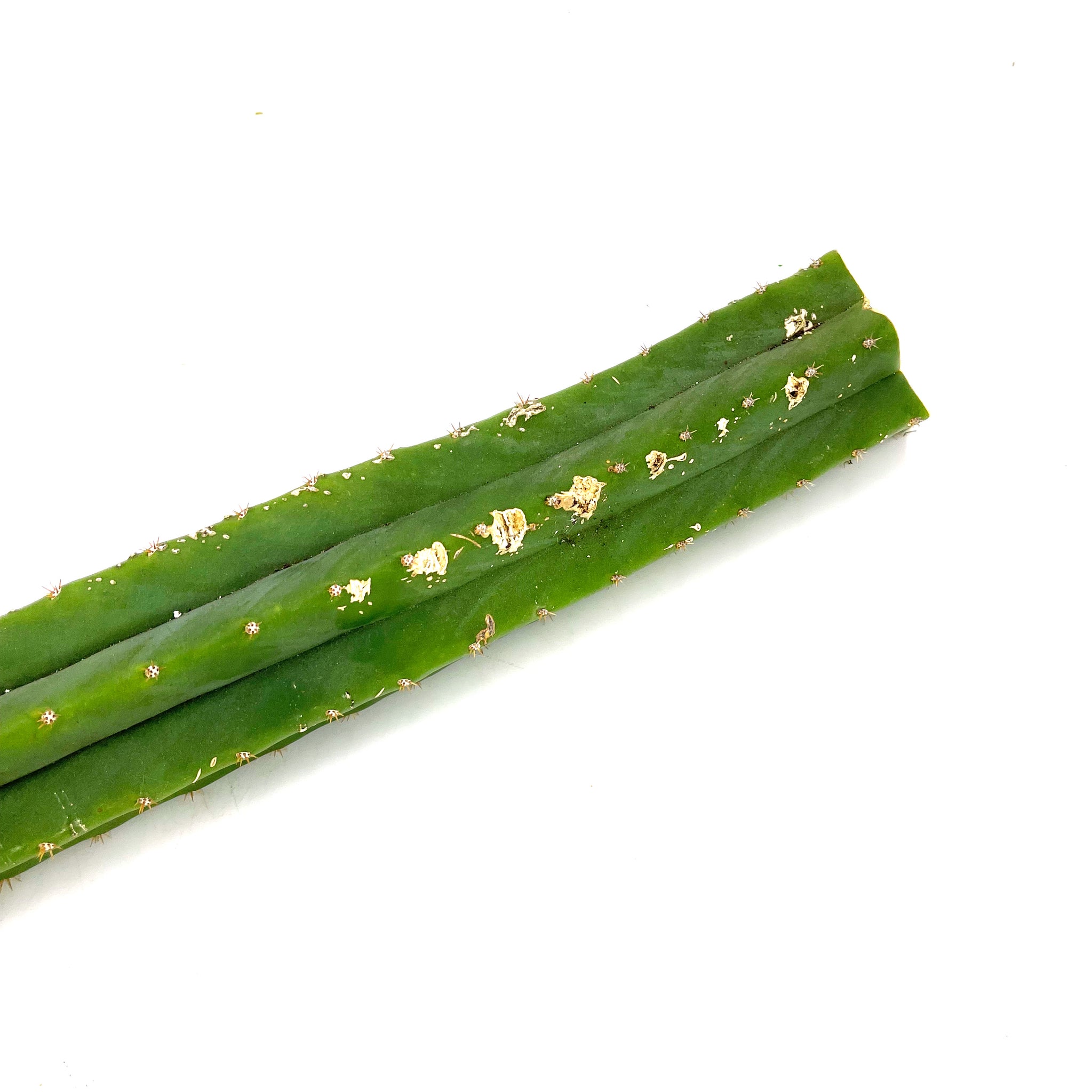 san pedro cactus non pc Imperfect Trichocereus Pachanoi