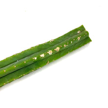 Load image into Gallery viewer, Imperfect San Pedro Cactus Cuttings | Echinopsis (Trichocereus) pachanoi Cuttings

