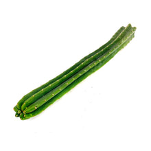 Load image into Gallery viewer, Imperfect Trichocereus Pachanoi Cuttings | Imperfect San Pedro Cactus Cuttings - Predominant Cultivar (PC) / Small (8-12 inch) - San Pedro Source
