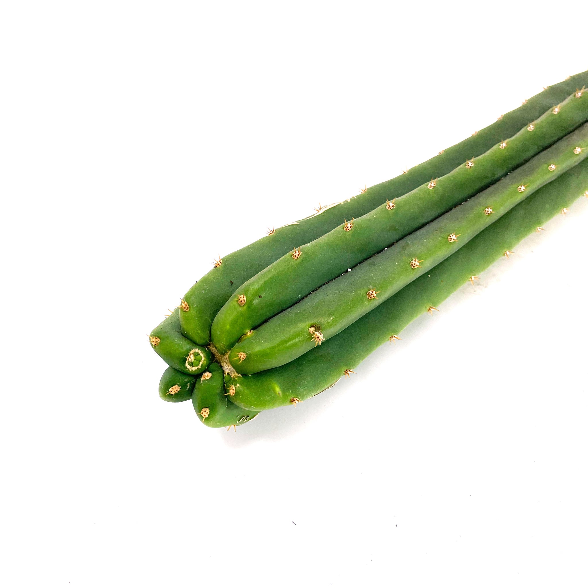 san pedro cactus non pc Imperfect Trichocereus Pachanoi