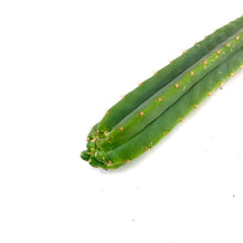 Load image into Gallery viewer, Imperfect Trichocereus Pachanoi Cuttings | Imperfect San Pedro Cactus Cuttings - Predominant Cultivar (PC) / Small (8-12 inch) - San Pedro Source
