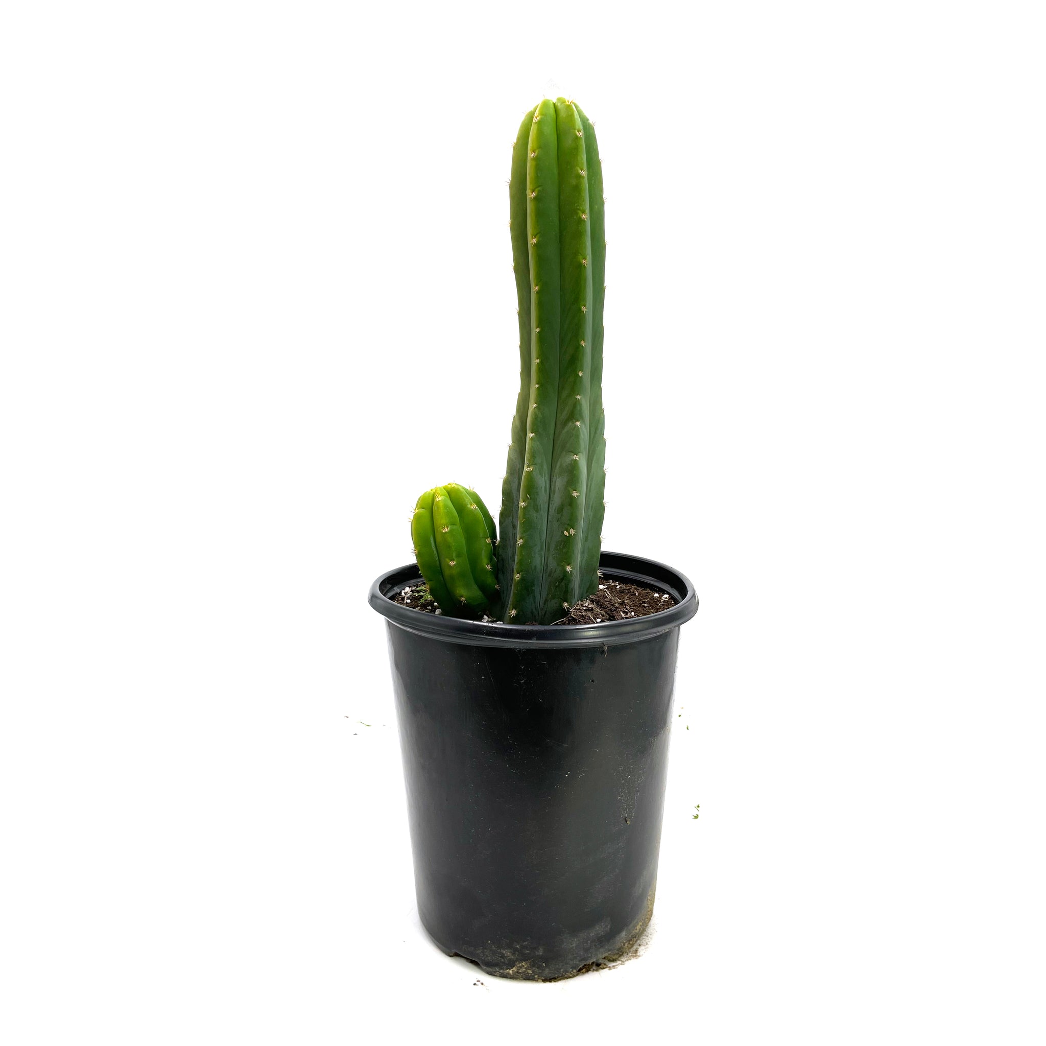 San Pedro Source | Buy San Pedro Cactus Online | Echinopsis pachanoi