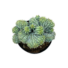 Load image into Gallery viewer, Blue Candle Crest Cactus | Myrtillocactus Geometrizans Cristata
