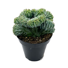 Load image into Gallery viewer, Blue Candle Crest Cactus | Myrtillocactus Geometrizans Cristata
