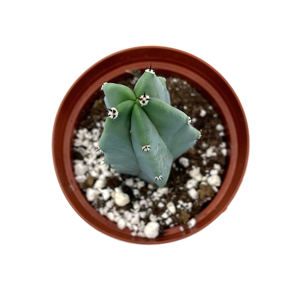 Blue Candle Cactus | Myrtillocactus Geometrizans