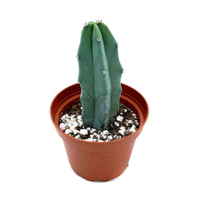 Load image into Gallery viewer, Blue Candle Cactus | Myrtillocactus Geometrizans
