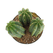 Load image into Gallery viewer, San Pedro Cactus | Echinopsis (Trichocereus) pachanoi
