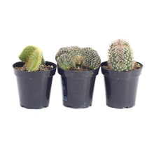 Load image into Gallery viewer, Crested Cactus Variety Pack
