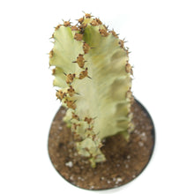 Load image into Gallery viewer, Variegated Ammak Candelabra | Euphorbia Ammak Variegata
