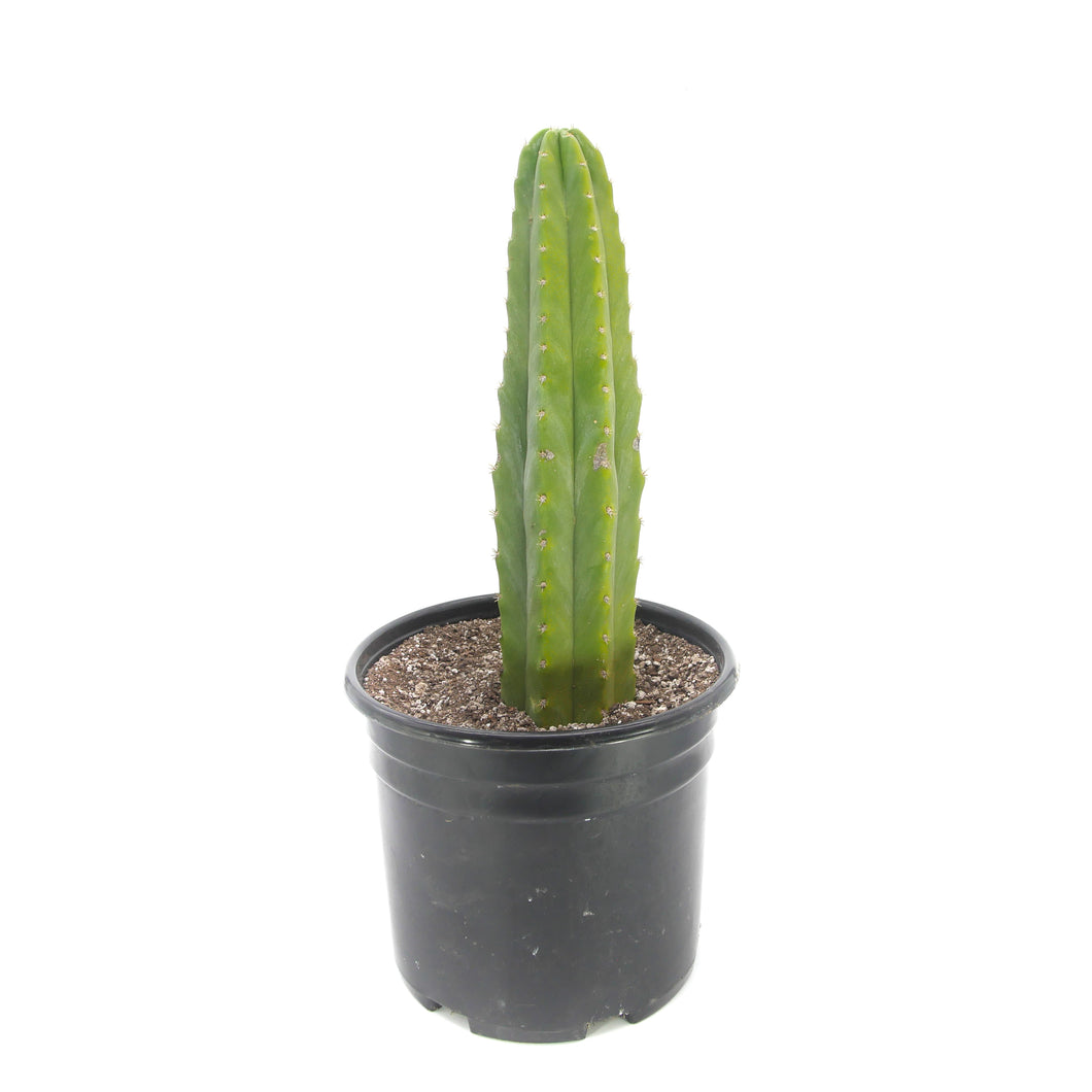 San Pedro Cactus | Trichocereus (Echinopsis) Pachanoi - Predominant Cultivar (PC) / Medium (12-16 inches) - San Pedro Source