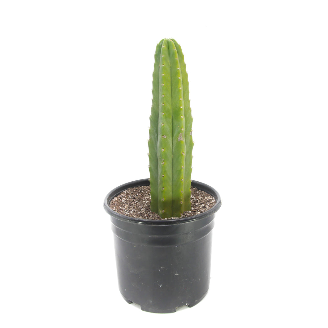 San Pedro Cactus | Echinopsis (Trichocereus) pachanoi