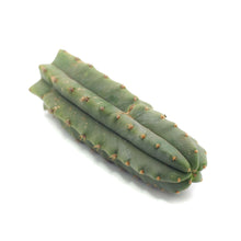 Load image into Gallery viewer, Trichocereus Pachanoi Cuttings | San Pedro Cactus Cuttings - Predominant Cultivar (PC) / Small (8-12 inch) - San Pedro Source
